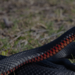 First Aid For Snake Bites 