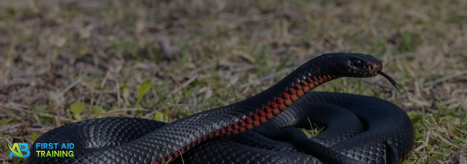 First Aid For Snake Bites 