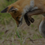 AB First Aid Fox Tullamarine CPR Training Keilor Park Brimbank