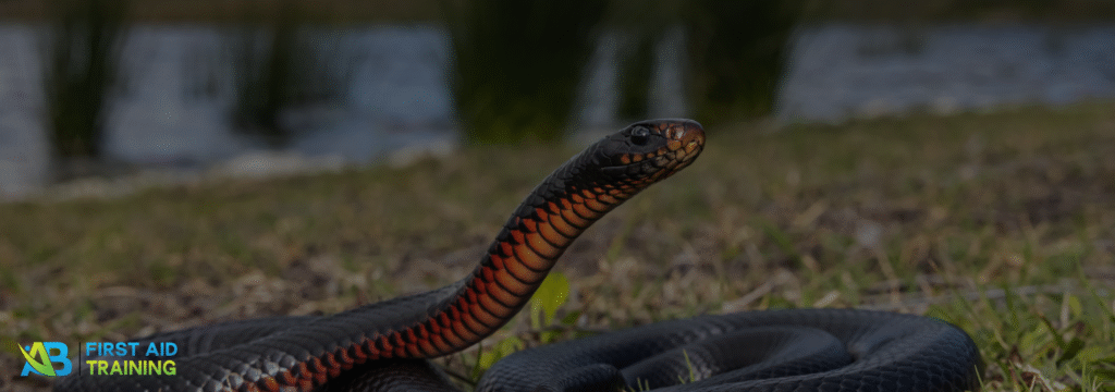 A red-bellied snake crawling carefully along the ground during a summer walk