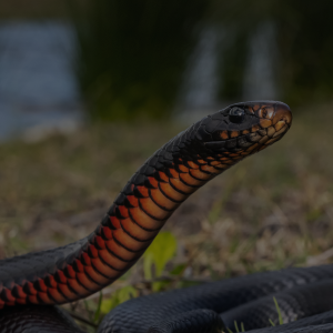 Snake Bites and Creepy Crawlies: Staying Safe on Summer Walks