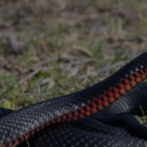 First Aid For Snake Bites 