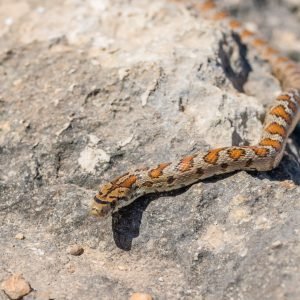 Shot of an adult Leopard Snake or European ratsnake, Zamenis situla, an endemic snake species in the Maltese Islands, slithering over limestone rock